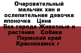 Очаровательный мальчик хин и ослепительная девочка японочка › Цена ­ 16 000 - Все города Животные и растения » Собаки   . Пермский край,Краснокамск г.